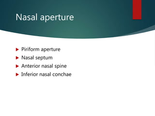 Nasal aperture
 Piriform aperture
 Nasal septum
 Anterior nasal spine
 Inferior nasal conchae
 