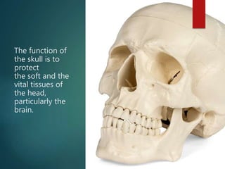 The function of
the skull is to
protect
the soft and the
vital tissues of
the head,
particularly the
brain.
 