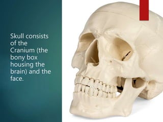 Skull consists
of the
Cranium (the
bony box
housing the
brain) and the
face.
 