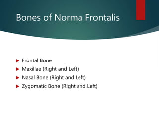 Bones of Norma Frontalis
 Frontal Bone
 Maxillae (Right and Left)
 Nasal Bone (Right and Left)
 Zygomatic Bone (Right and Left)
 
