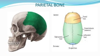 Parietal Forehead Radiography Anatomy of Skull | PPTX