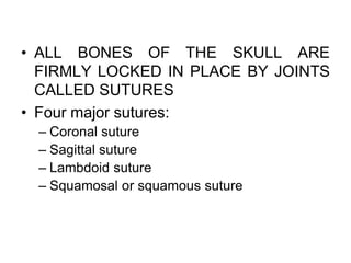 • ALL BONES OF THE SKULL ARE
FIRMLY LOCKED IN PLACE BY JOINTS
CALLED SUTURES
• Four major sutures:
– Coronal suture
– Sagittal suture
– Lambdoid suture
– Squamosal or squamous suture
 