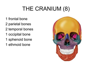 THE CRANIUM (8)
1 frontal bone
2 parietal bones
2 temporal bones
1 occipital bone
1 sphenoid bone
1 ethmoid bone
 