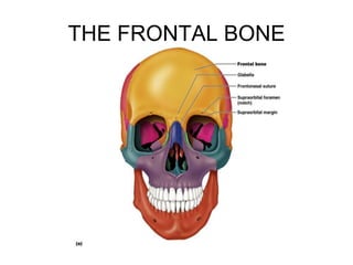 THE FRONTAL BONE
 
