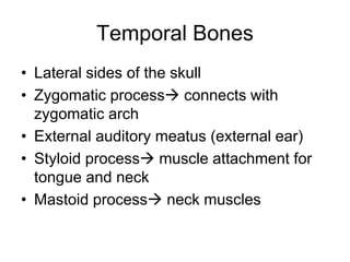 Temporal Bones
• Lateral sides of the skull
• Zygomatic process connects with
zygomatic arch
• External auditory meatus (external ear)
• Styloid process muscle attachment for
tongue and neck
• Mastoid process neck muscles
 