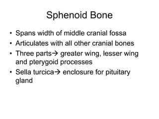 Sphenoid Bone
• Spans width of middle cranial fossa
• Articulates with all other cranial bones
• Three parts greater wing, lesser wing
and pterygoid processes
• Sella turcica enclosure for pituitary
gland
 