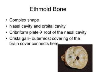 Ethmoid Bone
• Complex shape
• Nasal cavity and orbital cavity
• Cribriform plate roof of the nasal cavity
• Crista galli- outermost covering of the
brain cover connects here
 