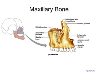 Maxillary Bone
Figure 7.8b
 