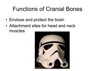 Functions of Cranial Bones
• Enclose and protect the brain
• Attachment sites for head and neck
muscles
 