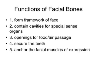 Functions of Facial Bones
• 1. form framework of face
• 2. contain cavities for special sense
organs
• 3. openings for food/air passage
• 4. secure the teeth
• 5. anchor the facial muscles of expression
 