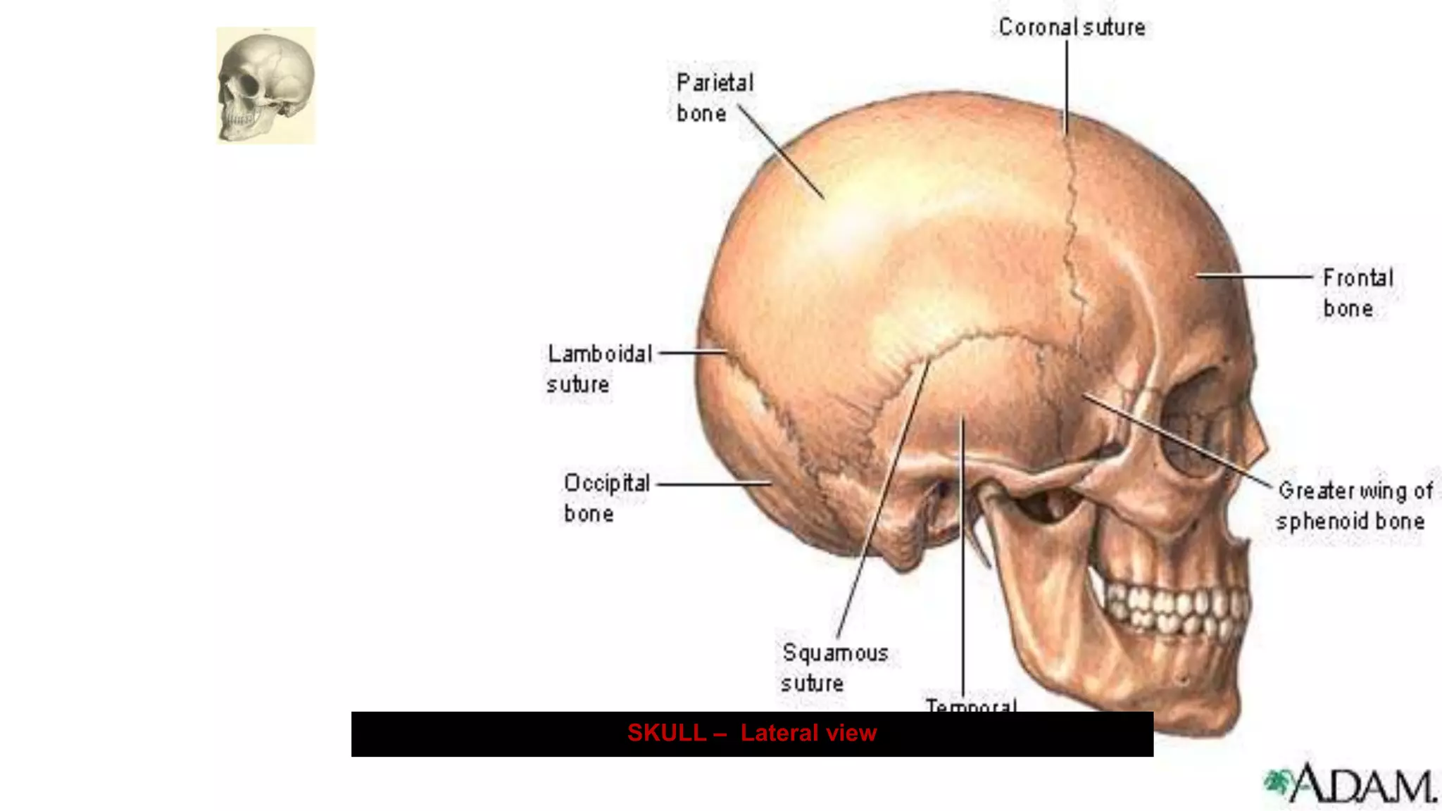 Skull.pptx