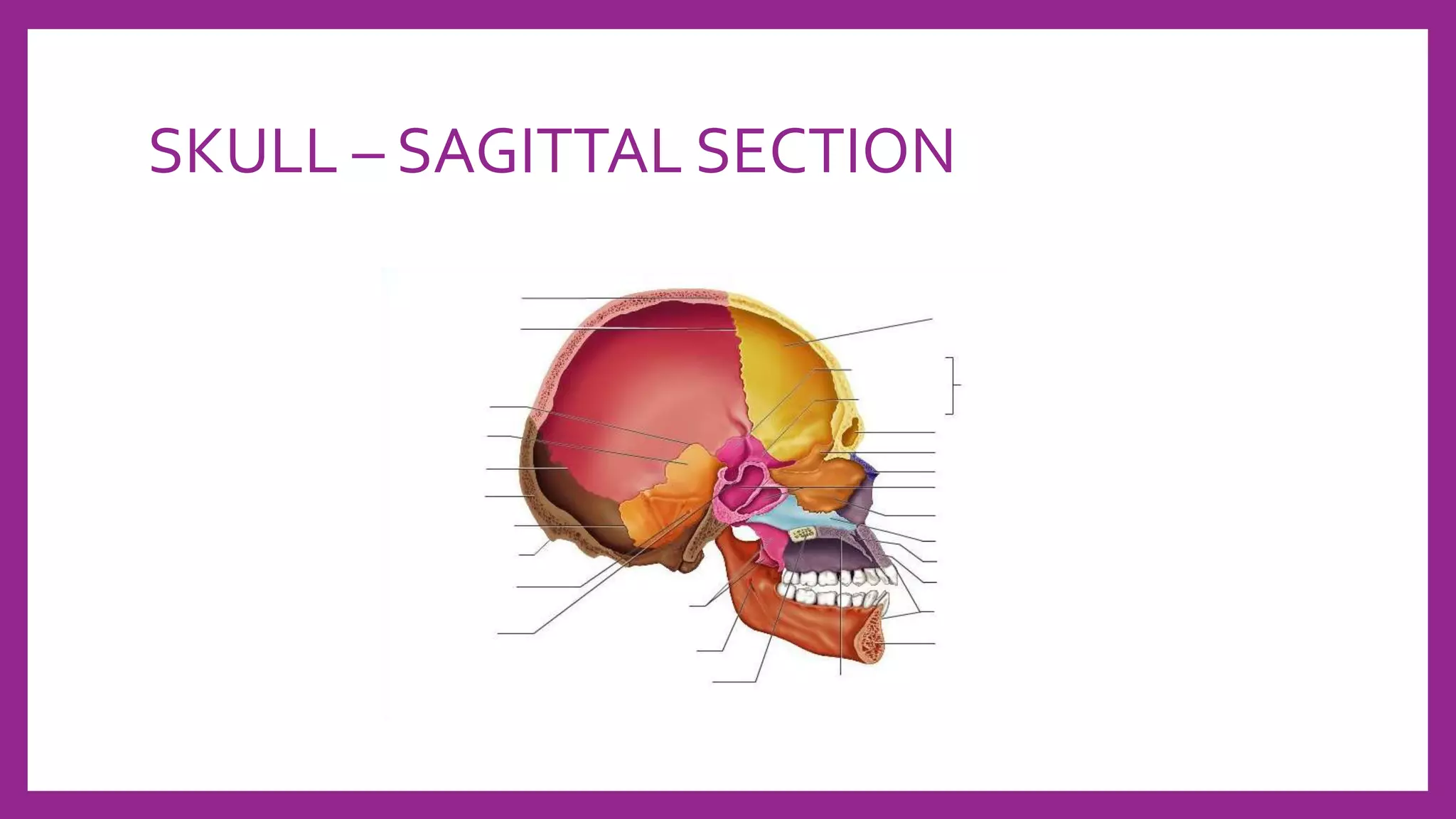 Skull Radiography techniques and reporting | PPTX