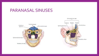 PARANASAL SINUSES
 