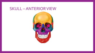 SKULL – ANTERIORVIEW
 