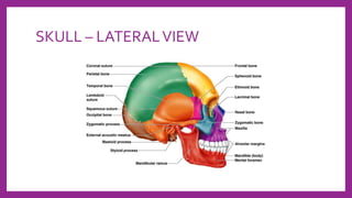SKULL – LATERALVIEW
 