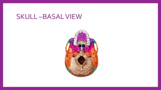 SKULL –BASALVIEW
 