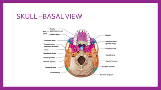 SKULL –BASALVIEW
 