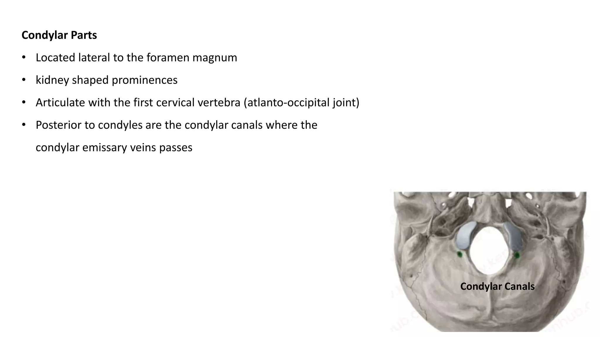 Condylar Parts
• Located lateral to the foramen magnum
• kidney shaped prominences
• Articulate with the first cervical vertebra (atlanto-occipital joint)
• Posterior to condyles are the condylar canals where the
condylar emissary veins passes
Condylar Canals
 