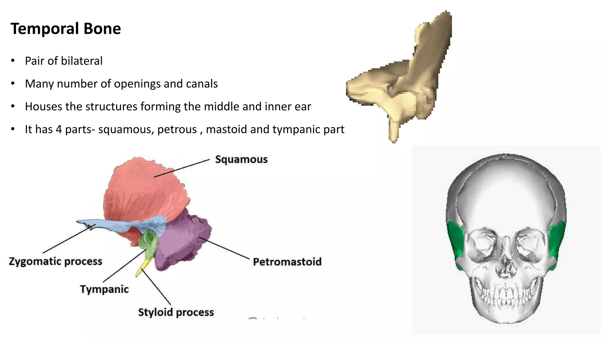 Temporal Bone
• Pair of bilateral
• Many number of openings and canals
• Houses the structures forming the middle and inner ear
• It has 4 parts- squamous, petrous , mastoid and tympanic part
 