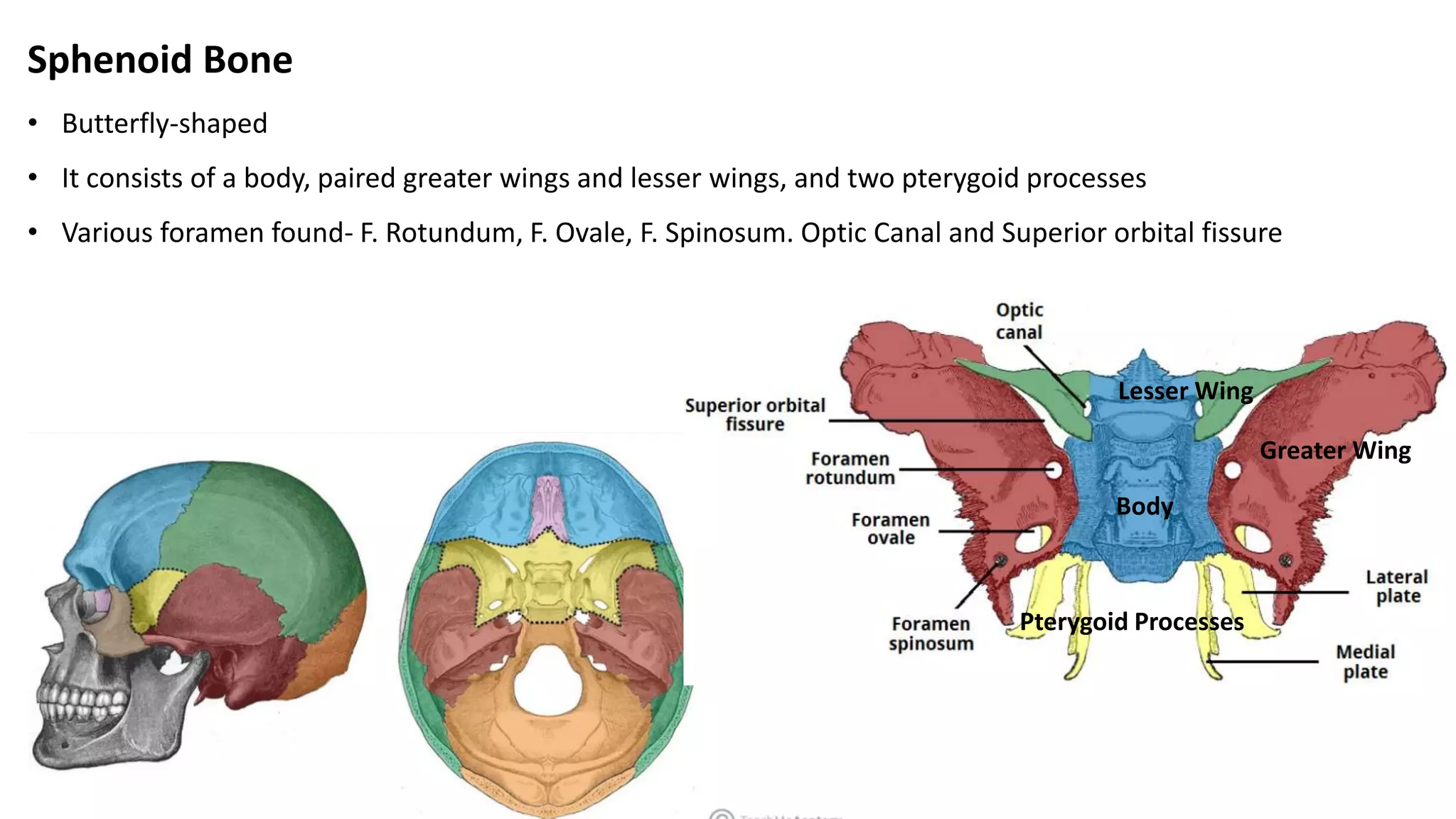 Sphenoid Bone
• Butterfly-shaped
• It consists of a body, paired greater wings and lesser wings, and two pterygoid processes
• Various foramen found- F. Rotundum, F. Ovale, F. Spinosum. Optic Canal and Superior orbital fissure
Body
Greater Wing
Lesser Wing
Pterygoid Processes
 