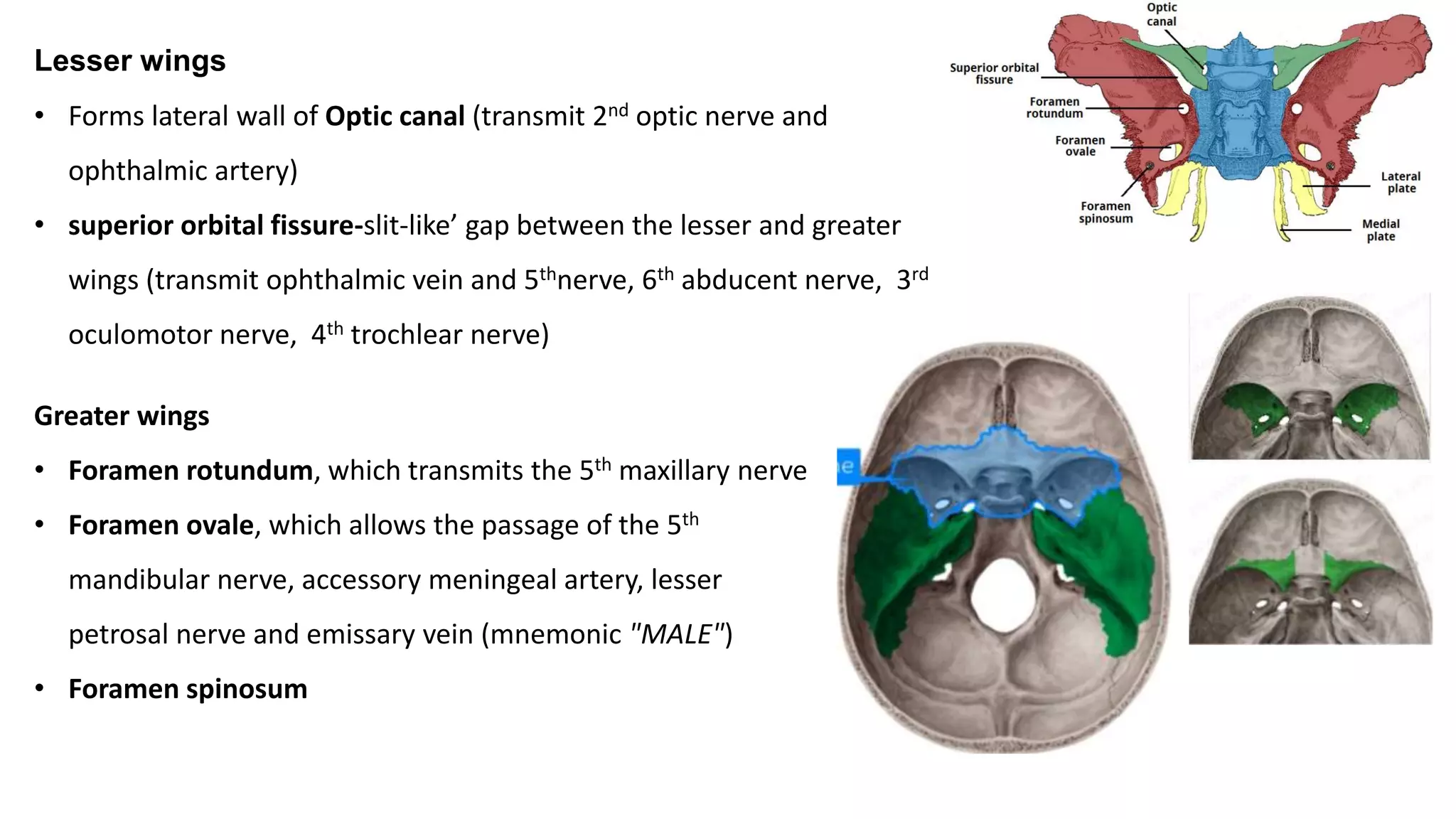 Lesser wings
• Forms lateral wall of Optic canal (transmit 2nd optic nerve and
ophthalmic artery)
• superior orbital fissure-slit-like’ gap between the lesser and greater
wings (transmit ophthalmic vein and 5thnerve, 6th abducent nerve, 3rd
oculomotor nerve, 4th trochlear nerve)
Greater wings
• Foramen rotundum, which transmits the 5th maxillary nerve
• Foramen ovale, which allows the passage of the 5th
mandibular nerve, accessory meningeal artery, lesser
petrosal nerve and emissary vein (mnemonic "MALE")
• Foramen spinosum
 