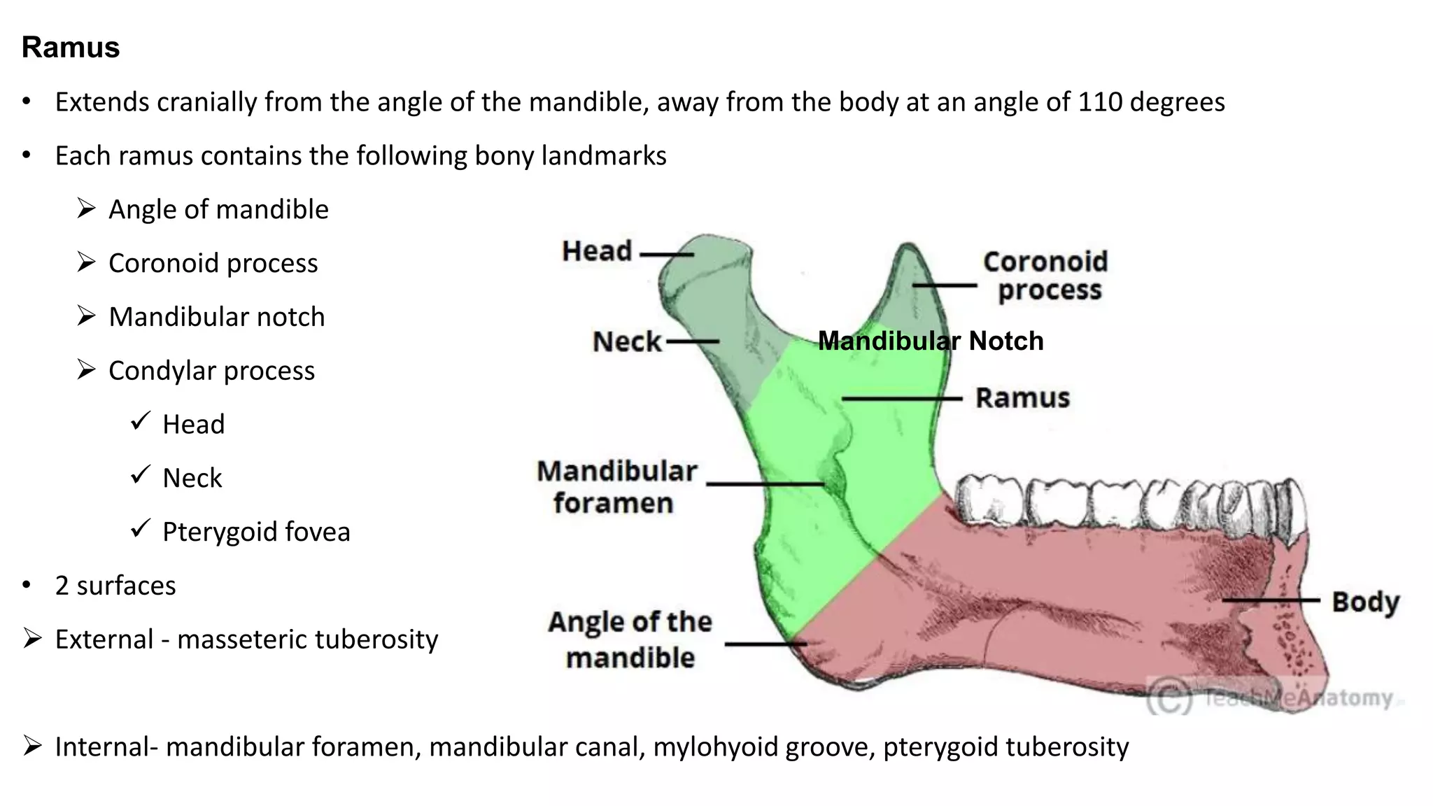 Ramus
• Extends cranially from the angle of the mandible, away from the body at an angle of 110 degrees
• Each ramus contains the following bony landmarks
 Angle of mandible
 Coronoid process
 Mandibular notch
 Condylar process
 Head
 Neck
 Pterygoid fovea
• 2 surfaces
 External - masseteric tuberosity
 Internal- mandibular foramen, mandibular canal, mylohyoid groove, pterygoid tuberosity
Mandibular Notch
 