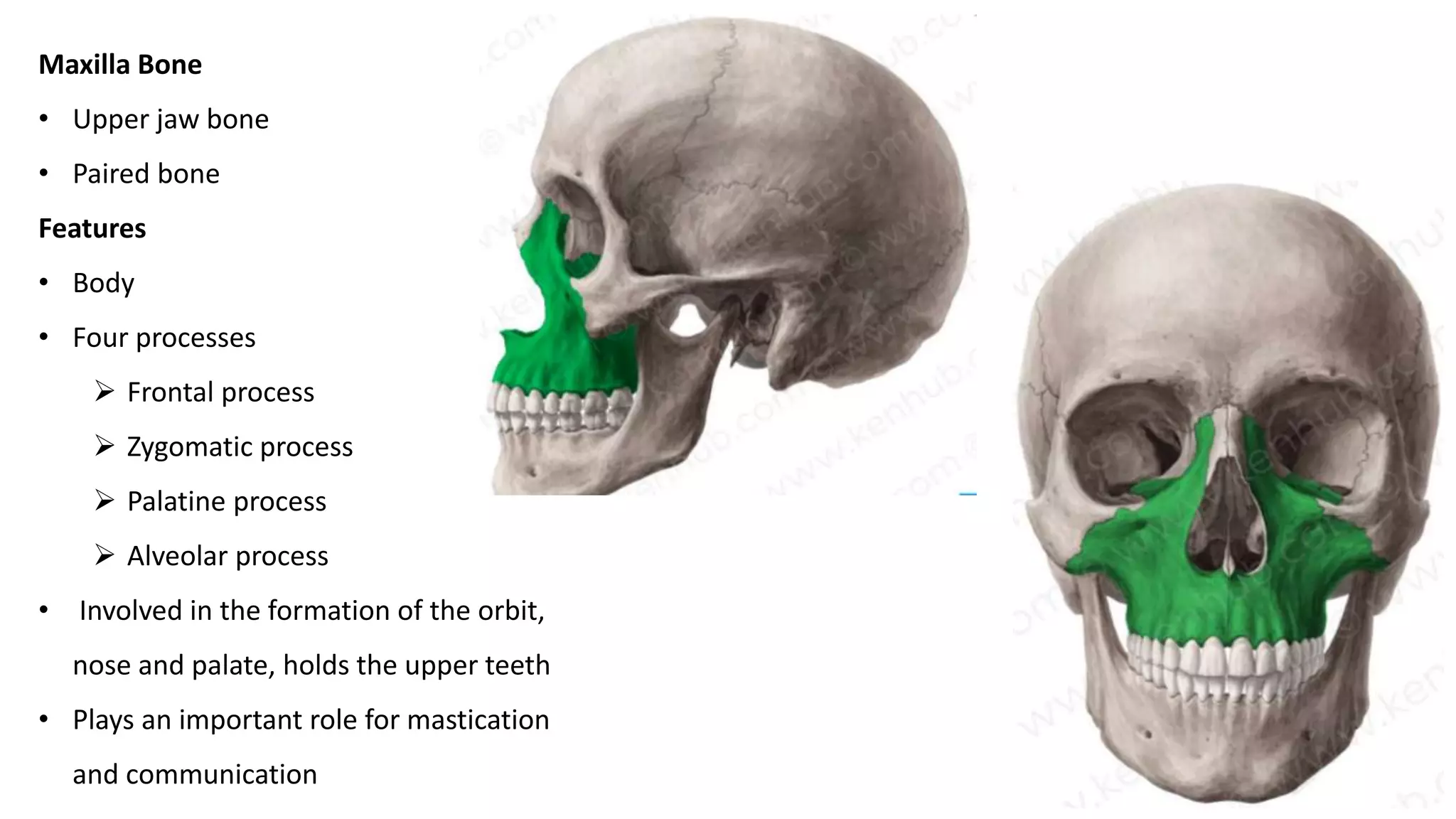 Maxilla Bone
• Upper jaw bone
• Paired bone
Features
• Body
• Four processes
 Frontal process
 Zygomatic process
 Palatine process
 Alveolar process
• Involved in the formation of the orbit,
nose and palate, holds the upper teeth
• Plays an important role for mastication
and communication
 