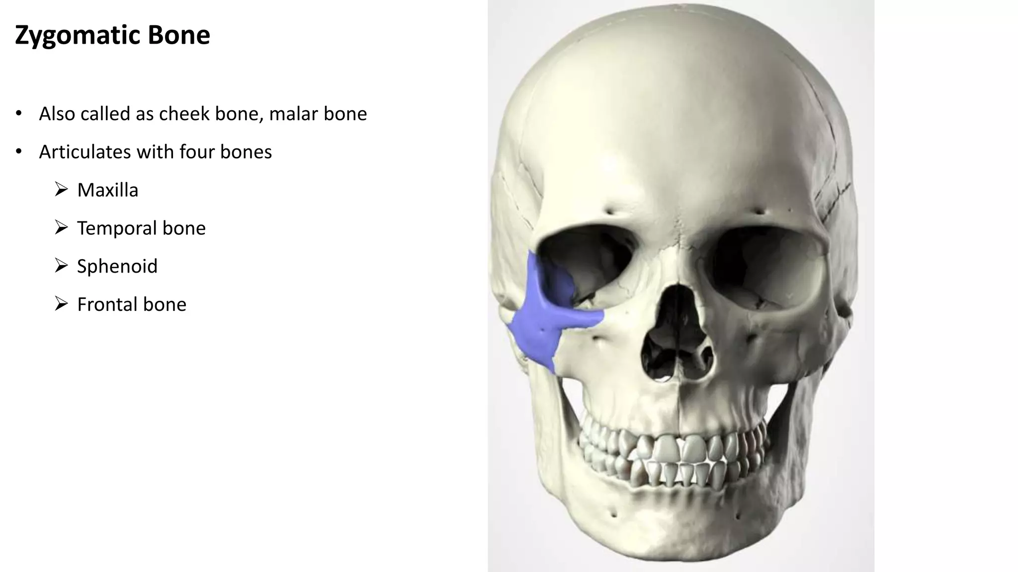 Zygomatic Bone
• Also called as cheek bone, malar bone
• Articulates with four bones
 Maxilla
 Temporal bone
 Sphenoid
 Frontal bone
 