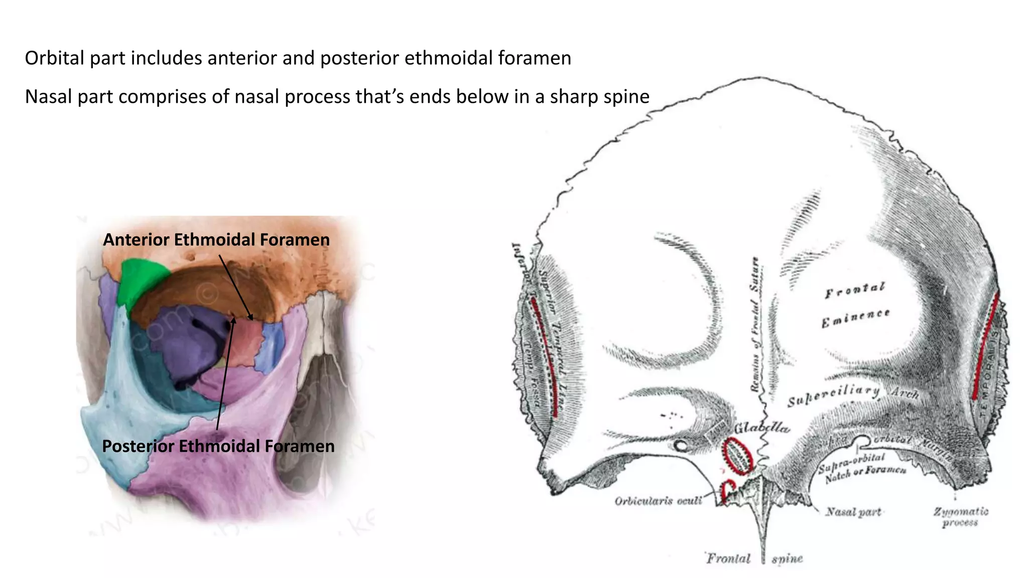 Orbital part includes anterior and posterior ethmoidal foramen
Nasal part comprises of nasal process that’s ends below in a sharp spine
Anterior Ethmoidal Foramen
Posterior Ethmoidal Foramen
 