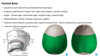 Parietal Bone
• Located on each side of the skull behind the frontal bone
• Irregular quadrilateral in shape- four angles, four margins, and two surfaces
• Angles - frontal angle, sphenoidal angle, occipital angle, mastoid angle,
• Margins/Border- frontal, occipital, squamous, sagittal
• External surface features- parietal tuber, superior temporal line, inferior temporal line, parietal foramen
• Internal surface has grooves for sinuses
 