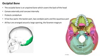 Occipital Bone
• The occipital bone is an unpaired bone which covers the back of the head
• Convex externally and concave internally
• Protects cerebellum
• It has four parts: the basilar part, two condylar parts and the squamous part
• All four are arranged around a large opening, the foramen magnum
SQUAMOUS
PART
CONDYLAR
PART
BASILAR
PART
 