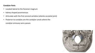 Condylar Parts
• Located lateral to the foramen magnum
• kidney shaped prominences
• Articulate with the first cervical vertebra (atlanto-occipital joint)
• Posterior to condyles are the condylar canals where the
condylar emissary veins passes
Condylar Canals
 