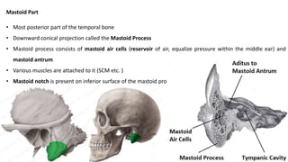 Mastoid Part
• Most posterior part of the temporal bone
• Downward conical projection called the Mastoid Process
• Mastoid process consists of mastoid air cells (reservoir of air, equalize pressure within the middle ear) and
mastoid antrum
• Various muscles are attached to it (SCM etc. )
• Mastoid notch is present on inferior surface of the mastoid process
 