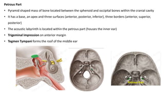 Petrous Part
• Pyramid shaped mass of bone located between the sphenoid and occipital bones within the cranial cavity
• It has a base, an apex and three surfaces (anterior, posterior, inferior), three borders (anterior, superior,
posterior)
• The acoustic labyrinth is located within the petrous part (houses the inner ear)
• Trigeminal impression on anterior margin
• Tegmen Tympani forms the roof of the middle ear
Petrous Part
 