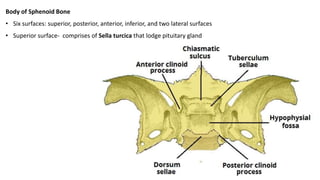 Body of Sphenoid Bone
• Six surfaces: superior, posterior, anterior, inferior, and two lateral surfaces
• Superior surface- comprises of Sella turcica that lodge pituitary gland
 