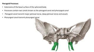 Pterygoid Processes
• Extensions of the basal surface of the sphenoid body
• Processes contain two canals known as the pterygoid canal and pharyngeal canal
• Pterygoid canal transmit major petrosal nerve, deep petrosal nerve and vessels
• Pharyngeal canal transmit pharyngeal nerve
Pterygoid Canal
 