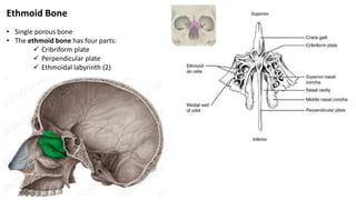 Ethmoid Bone
• Single porous bone
• The ethmoid bone has four parts:
 Cribriform plate
 Perpendicular plate
 Ethmoidal labyrinth (2)
 