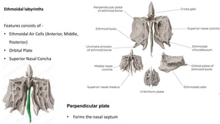 Ethmoidal labyrinths
Features consists of -
• Ethmoidal Air Cells (Anterior, Middle,
Posterior)
• Orbital Plate
• Superior Nasal Concha
• Middle Nasal Concha
Perpendicular plate
• Forms the nasal septum
 