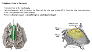 Cribriform Plate of Ethmoid
• Forms the roof of the nasal cavity
• Has small openings which transmit the fibers of the olfactory nerves (CN I) from the olfactory epithelium
(nasal cavity) to the brain (cranial cavity)
• A small vertical protrusion on top of the plate is called as Crista galli
 