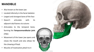 MANDIBLE
• Also known as the lower jaw
• Located inferiorly in the facial skeleton
• Largest and strongest bone of the face
• Doesn’t articulate with its
adjacent skull bones via sutures
• Articulates to the temporal bone,
forming the Temporomandibular joint
(TMJ)
• Movement of the lower jaw opens and
closes the mouth and also allows for
the chewing of food.
• Muscles of mastication attach to it
 
