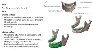 Body
Alveolar process: holds the teeth
Base
External surface
• Mandibular symphysis: small ridge in the midline
• Mental protuberance: forms the shape of the chin
• Mental tubercle
• Mental foramen (located below the second
premolar)
Internal surface
• Mental spine (attachment of genioglossus and
geniohyoid muscles.)
• Digastric fossa (attachment of digastric muscle)
• Mylohyoid line (mylohyoid muscle)
• Sublingual fovea (contains sublingual gland)
• Submandibular fovea (submandibular gland)
 