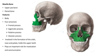 Maxilla Bone
• Upper jaw bone
• Paired bone
Features
• Body
• Four processes
 Frontal process
 Zygomatic process
 Palatine process
 Alveolar process
• Involved in the formation of the orbit,
nose and palate, holds the upper teeth
• Plays an important role for mastication
and communication
 