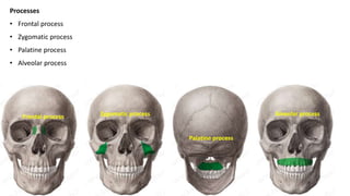 Processes
• Frontal process
• Zygomatic process
• Palatine process
• Alveolar process
Frontal process Zygomatic process
Palatine process
Alveolar process
 