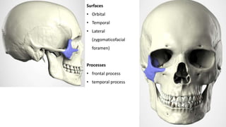Surfaces
• Orbital
• Temporal
• Lateral
(zygomaticofacial
foramen)
Processes
• frontal process
• temporal process
 
