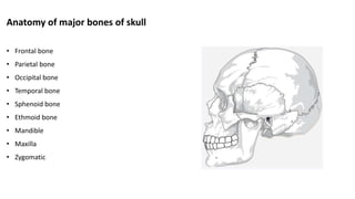 Anatomy of major bones of skull
• Frontal bone
• Parietal bone
• Occipital bone
• Temporal bone
• Sphenoid bone
• Ethmoid bone
• Mandible
• Maxilla
• Zygomatic
 