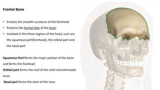 Frontal Bone
• Creates the smooth curvature of the forehead
• Protects the frontal lobe of the brain
• Involved in the three regions of the head, such are
the squamous part(forehead), the orbital part and
the nasal part
Squamous Part forms the major portion of the bone
and forms the forehead
Orbital part forms the roof of the orbit and ethmoidal
sinus
Nasal part forms the stem of the nose
 