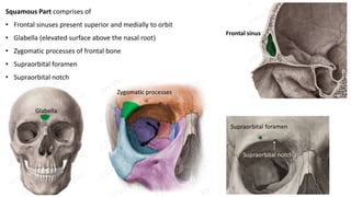 Squamous Part comprises of
• Frontal sinuses present superior and medially to orbit
• Glabella (elevated surface above the nasal root)
• Zygomatic processes of frontal bone
• Supraorbital foramen
• Supraorbital notch
Frontal sinus
Glabella
Zygomatic processes
Supraorbital foramen
Supraorbital notch
 