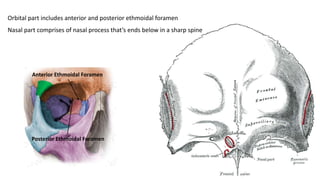 Orbital part includes anterior and posterior ethmoidal foramen
Nasal part comprises of nasal process that’s ends below in a sharp spine
Anterior Ethmoidal Foramen
Posterior Ethmoidal Foramen
 