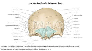 Surface Landmarks In Frontal Bone
Externally frontal bone includes- Frontal eminence, superciliary arch, glabella, supraorbital margin(frontal notch,
supraorbital notch), zygomatic process, temporal line, temporal surface
 