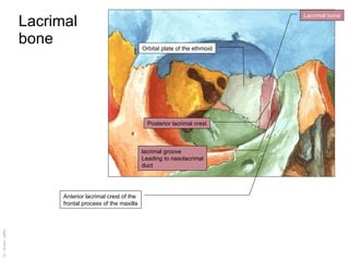 Skull inside and some separate bones | PPT